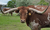 Texas Longhorns