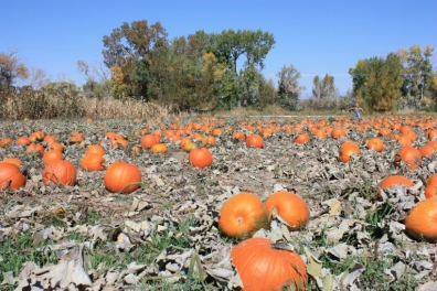 Pumpkin Patch