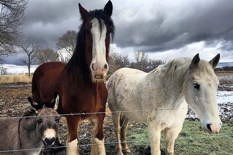 Horses-and-Donkey