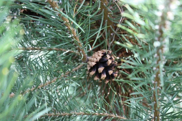 Scotch-Pine-Christmas-Tree