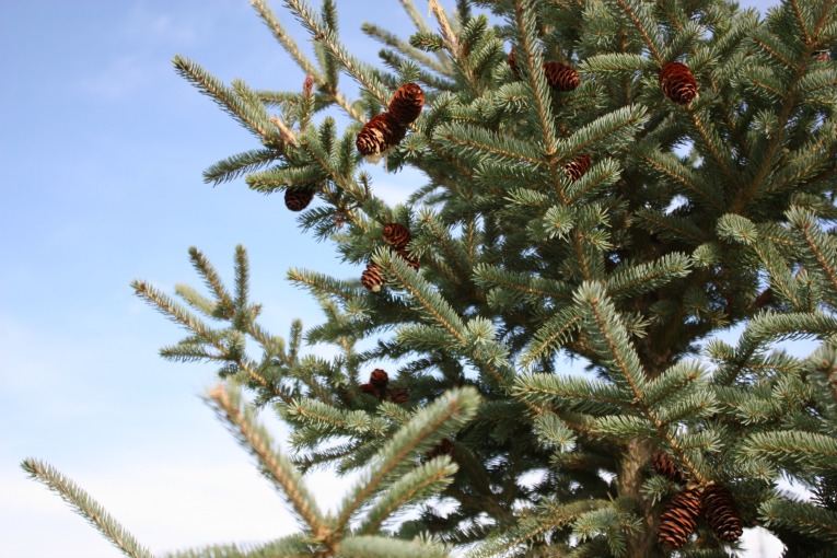 Blackhills-Spruce-Christmas-Tree