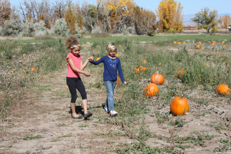 Pumpkin Patch