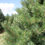 Scotch-Pine-Christmas-Tree