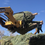 US Capitol Christmas Trees 2020