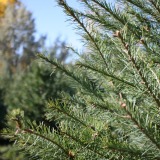 Douglas-Fir-Christmas-Tree