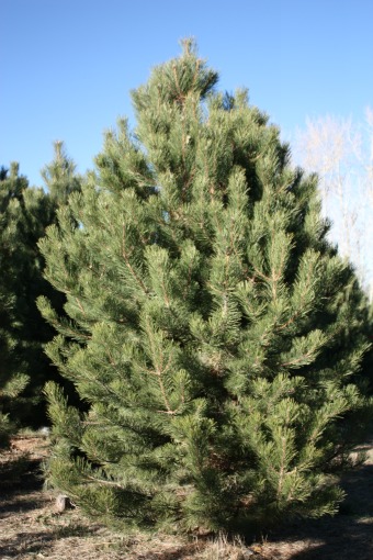 Austrian-Pine-Christmas-Tree