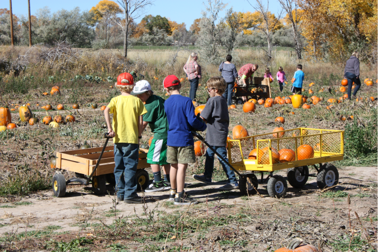 Pumpkin Patch