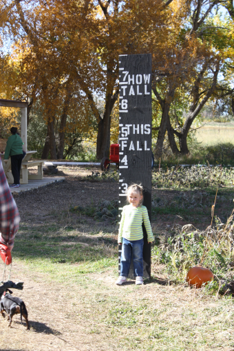 Pumpkin Patch