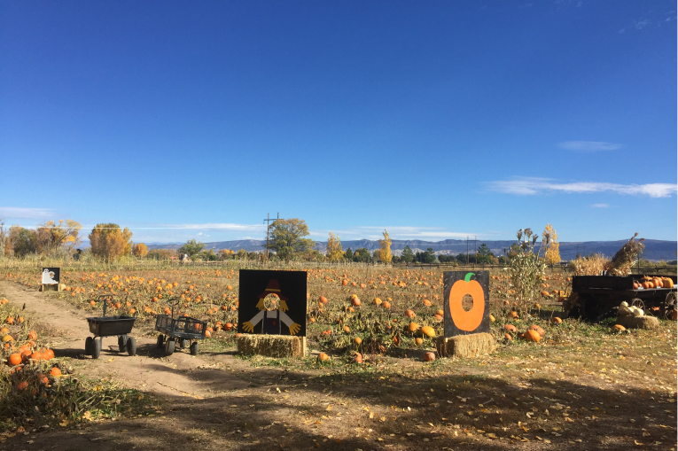 Pumpkin Patch