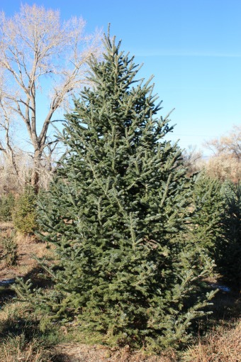 Balsam-Canaan-Fir-Christmas-Tree