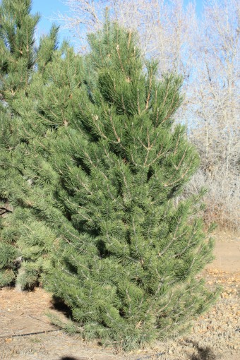 Austrian-Pine-Christmas-Tree