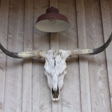 Texas-Longhorn-and-Skull