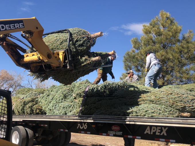 US Capitol Christmas Trees 2020