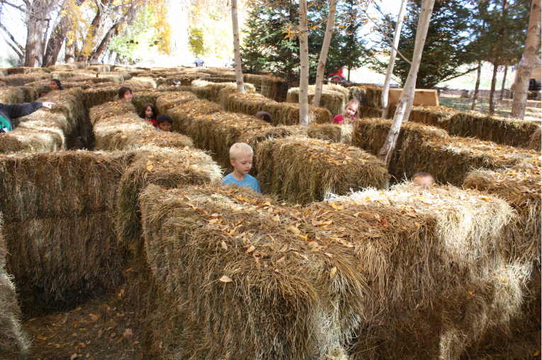 Pumpkin Patch