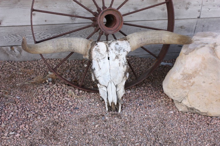 Texas-Longhorn-and-Skull