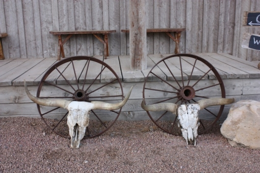 Texas-Longhorn-and-Skull