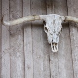 Texas-Longhorn-and-Skull