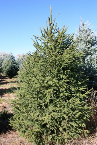 Norway-Spruce-Christmas-Tree