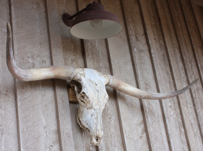 Texas-Longhorn-and-Skull