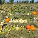 Pumpkin Patch