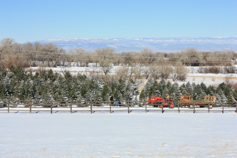 Hay-Rides