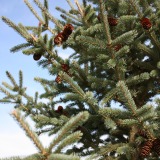 Blackhills-Spruce-Christmas-Tree