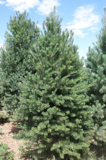 Scotch-Pine-Christmas-Tree