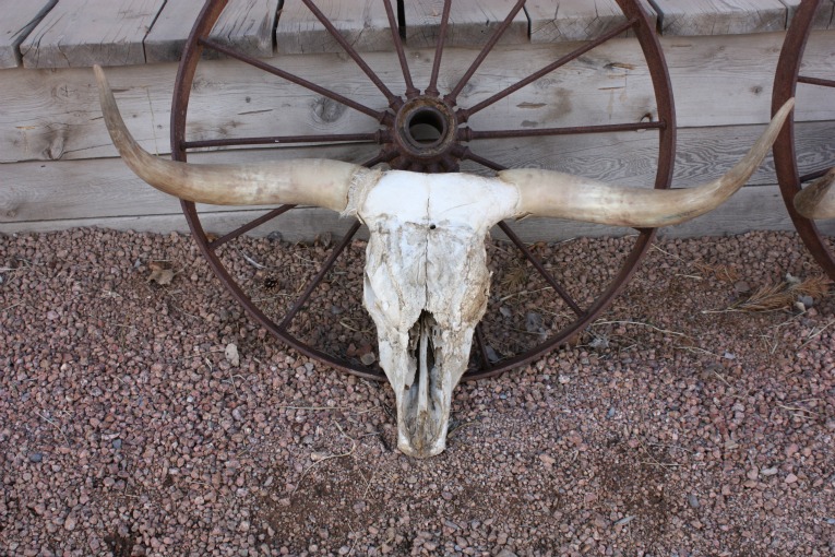 Texas-Longhorn-and-Skull