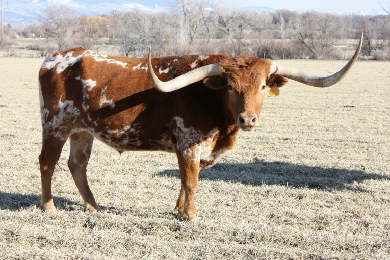 Texas Longhorn