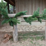 Austrian Pine Garland