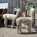 Alpacas