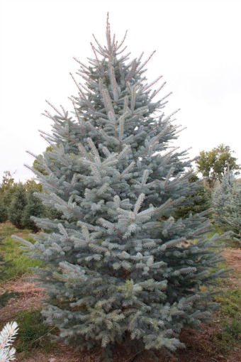 Colorado-Blue-Spruce-Christmas-Tree