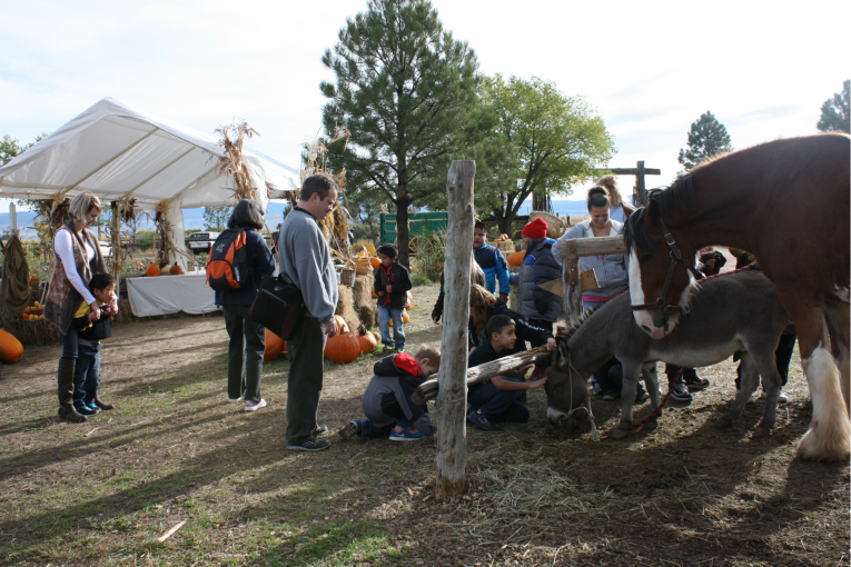 Pumpkin Patch