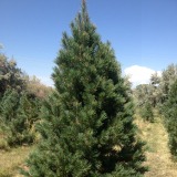 Southwestern-White-Pine-Christmas-Tree