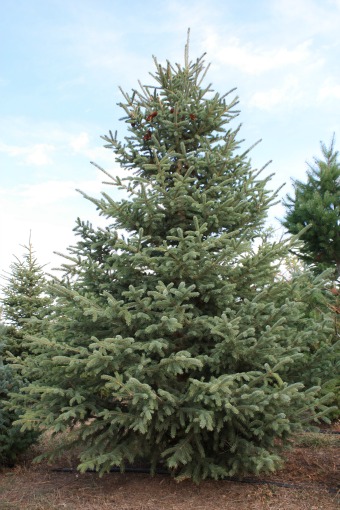 Blackhills-Spruce-Christmas-Tree