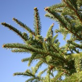 Norway-Spruce-Christmas-Tree