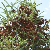 Blackhills-Spruce-Christmas-Tree