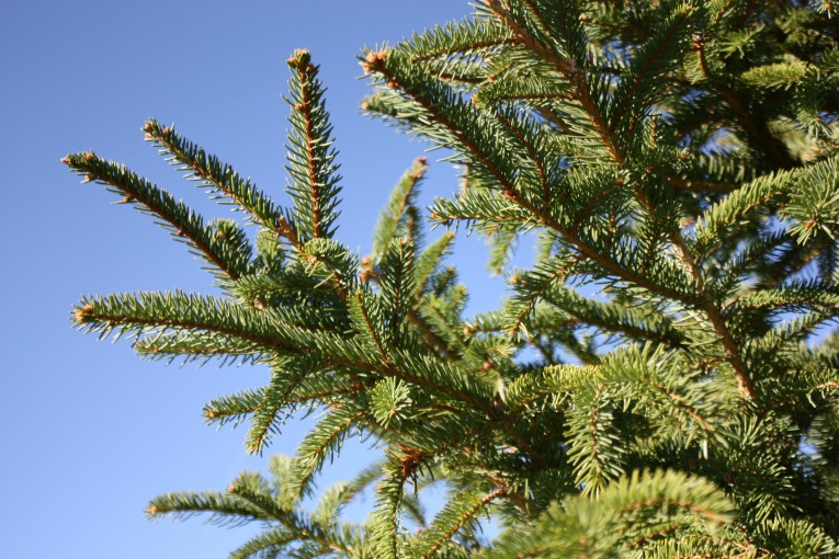 Norway-Spruce-Christmas-Tree