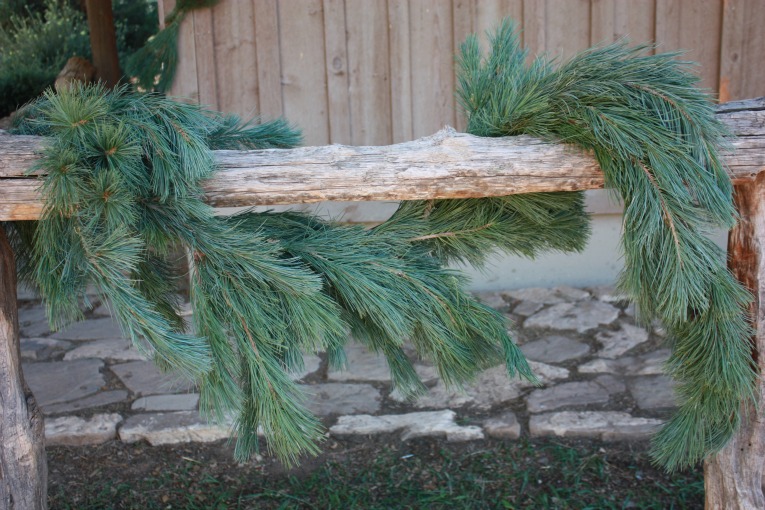 Southwestern White Pine Garland