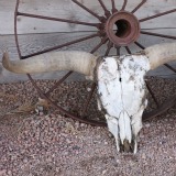 Texas-Longhorn-and-Skull