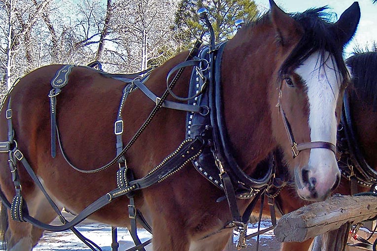 Clydesdale