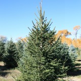 Norway-Spruce-Christmas-Tree