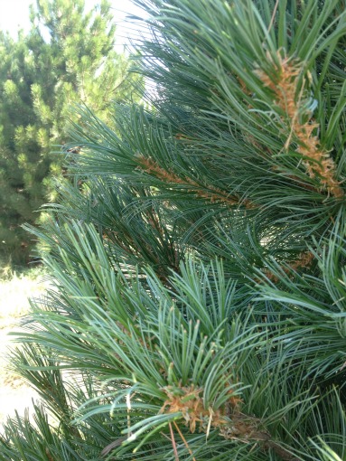 Southwestern-White-Pine-Christmas-Tree