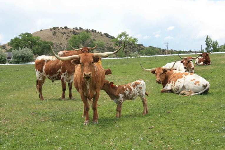 Texas Longhorns