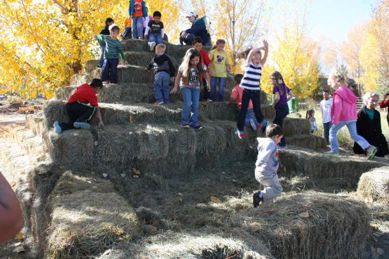 Pumpkin Patch