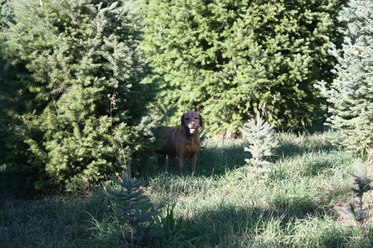 Lucy in the Tree Fields