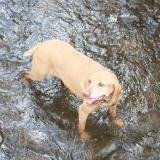 Lucy in Spring Creek