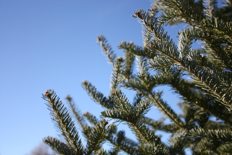 Balsam-Canaan-Fir-Christmas-Tree