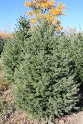 Douglas-Fir-Christmas-Tree