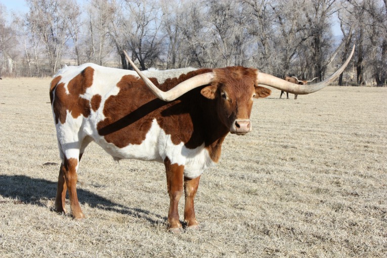 Texas Longhorn